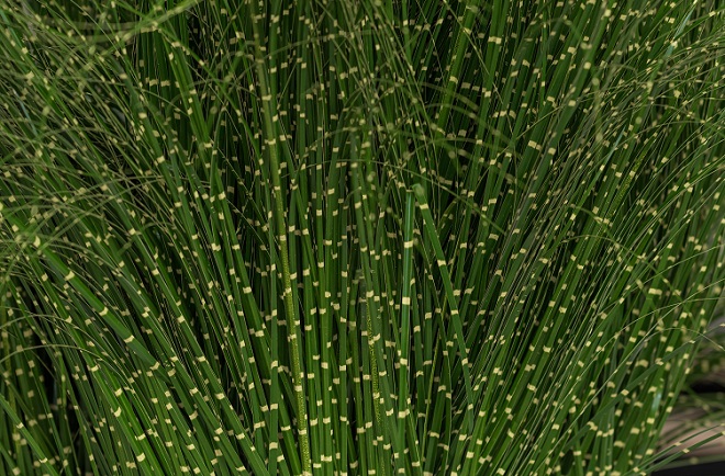 zebra grass 01.jpg zebra grass 01.jpg